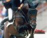 stallion Emilion (KWPN (Royal Dutch Sporthorse), 1986, from Wellington)