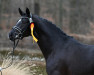 dressage horse Besser Spät als Nie (Westphalian, 2021, from Best Buddy 8)