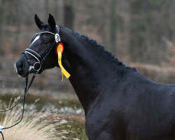 Dressurpferd Besser Spät als Nie (Westfale, 2021, von Best Buddy 8)