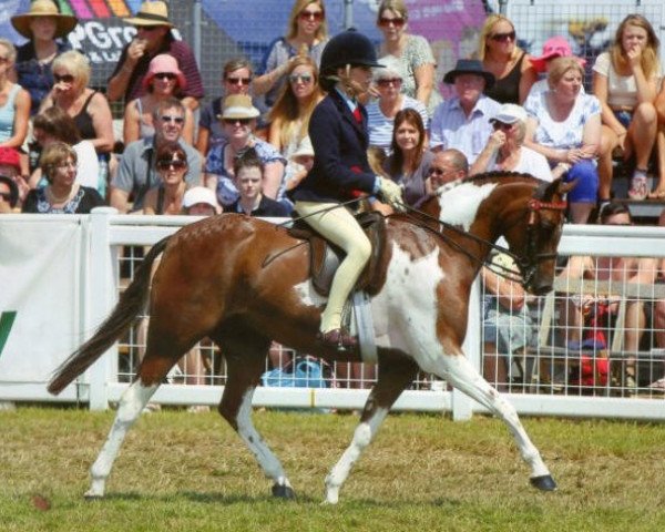 Pferd Small-Land Colour Chart (British Riding Pony, 2007, von Hollyland Faytino)