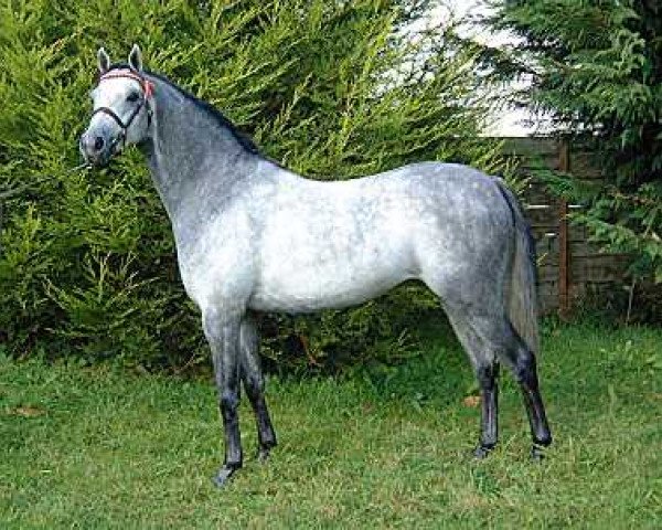 Deckhengst Small-land Extra Time (British Riding Pony, 1998, von Small-land Showtime)