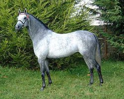 stallion Small-land Extra Time (British Riding Pony, 1998, from Small-land Showtime)