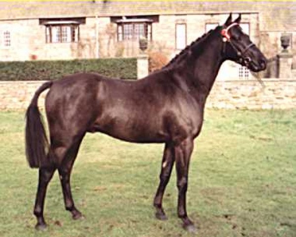 Pferd Small-Land Amadeus (Welsh Partbred, 1988, von Small-Land Mambrino)