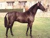 horse Small-Land Amadeus (Welsh Partbred, 1988, from Small-Land Mambrino)