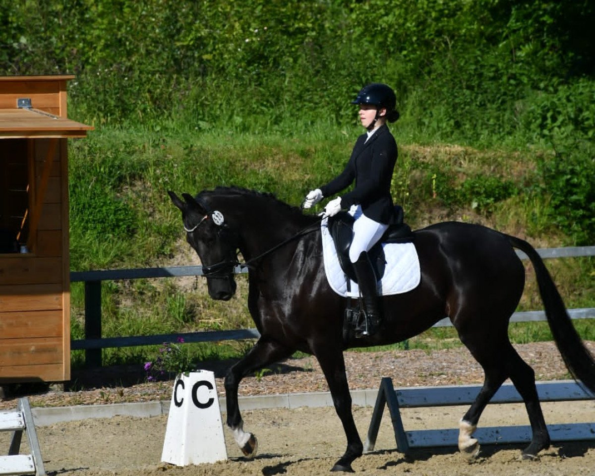 dressage horse Kwebbel Ve (KWPN (Royal Dutch Sporthorse), 2015, from Ferdeaux)