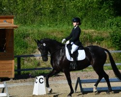 dressage horse Kwebbel Ve (KWPN (Royal Dutch Sporthorse), 2015, from Ferdeaux)