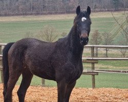 dressage horse Crispr (Hanoverian, 2021, from Christ)