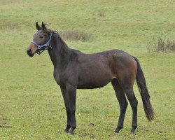 broodmare Savanne (Hanoverian, 2010, from Stalypso)