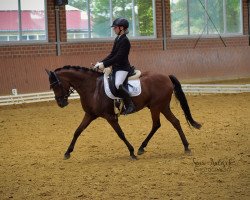 dressage horse Dante Forte (German Riding Pony, 2018, from D-Power AT)