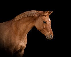 Dressurpferd Daisy (Deutsches Reitpony, 2017, von Dimension AT NRW)