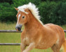 dressage horse Holly (9,375% ox) (Edelbluthaflinger, 2010, from Waldgeist (6,25% ox))