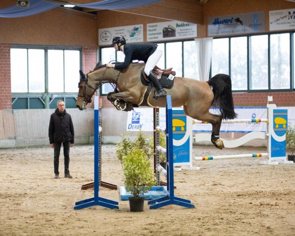 jumper Valdina van de Fruitkorf Z (Zangersheide riding horse, 2017, from Vagabond de la Pomme)