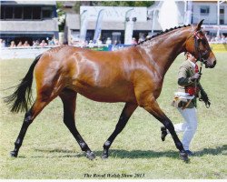 Zuchtstute Penskyber Mayflower (British Riding Pony, 2010, von Small-land Maytino)