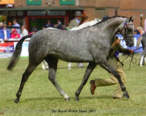 horse Small-land Dream Maker (British Riding Pony, 2010, from Small-land Maytino)