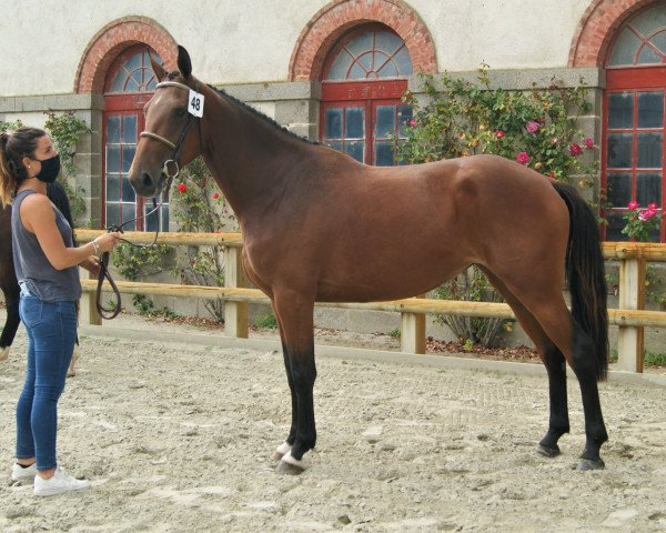 Pferd Honor Chalonges (Selle Français, 2017, von Nervoso)