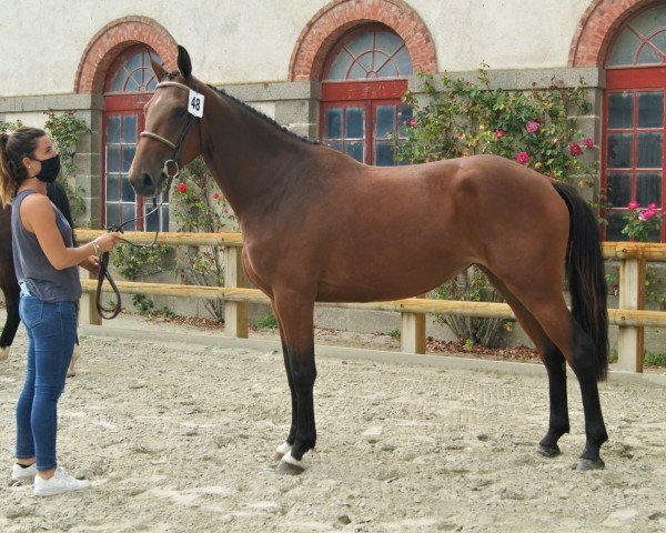 horse Honor Chalonges (Selle Français, 2017, from Nervoso)