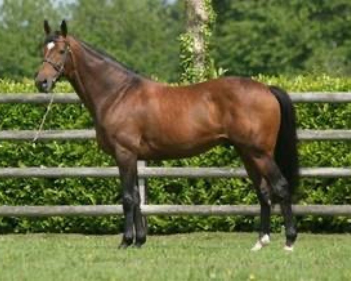 Deckhengst Ballingarry (Englisches Vollblut, 1999, von Sadler's Wells xx)
