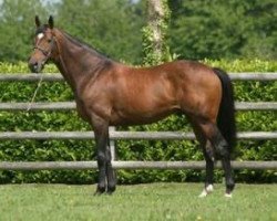 stallion Ballingarry (Thoroughbred, 1999, from Sadler's Wells xx)