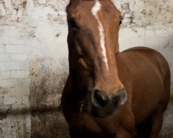 Zuchtstute Doortje (Nederlands Appaloosa Pony, 2013, von Quadrofino)