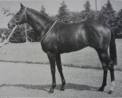 stallion Arctic Storm xx (Thoroughbred, 1959, from Arctic Star xx)