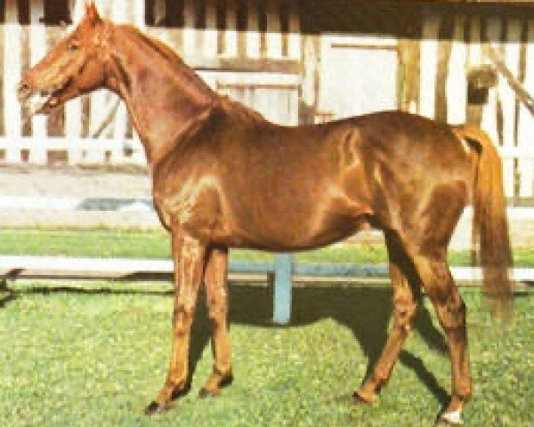 stallion Tip Moss xx (Thoroughbred, 1972, from Luthier xx)