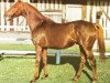 stallion Tip Moss xx (Thoroughbred, 1972, from Luthier xx)