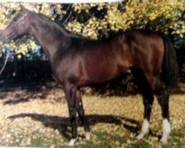 stallion Margouillat xx (Thoroughbred, 1970, from Diatome xx)