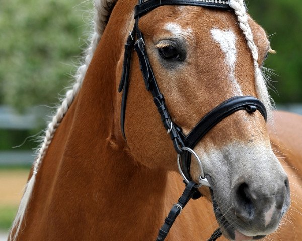 Zuchtstute Bounty 167 (Haflinger, 2002, von Nordano (9,375% ox))