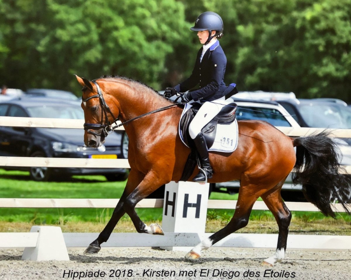 stallion El Diego des Etoiles (New Forest Pony, 2014, from Emmickhoven's Diego)