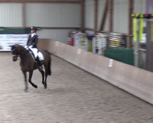 Reitturnier Hesel 2024