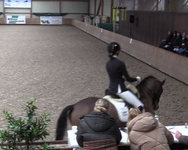 Reitturnier Hesel 2024
