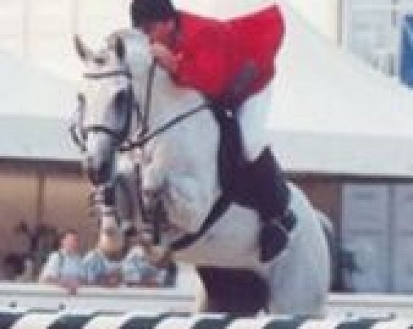 horse Lucky Luke (Holsteiner, 1986, from Lacapo)