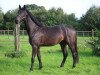 Dressurpferd Lord Diamond 8 (KWPN (Niederländisches Warmblut), 2020, von Lord Europe)