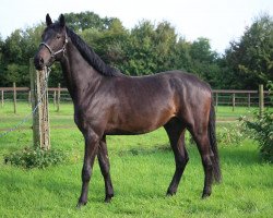 dressage horse Lord Diamond 8 (KWPN (Royal Dutch Sporthorse), 2020, from Lord Europe)