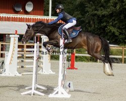 jumper Carlotta Z (Zangersheide riding horse, 2010, from Casall)