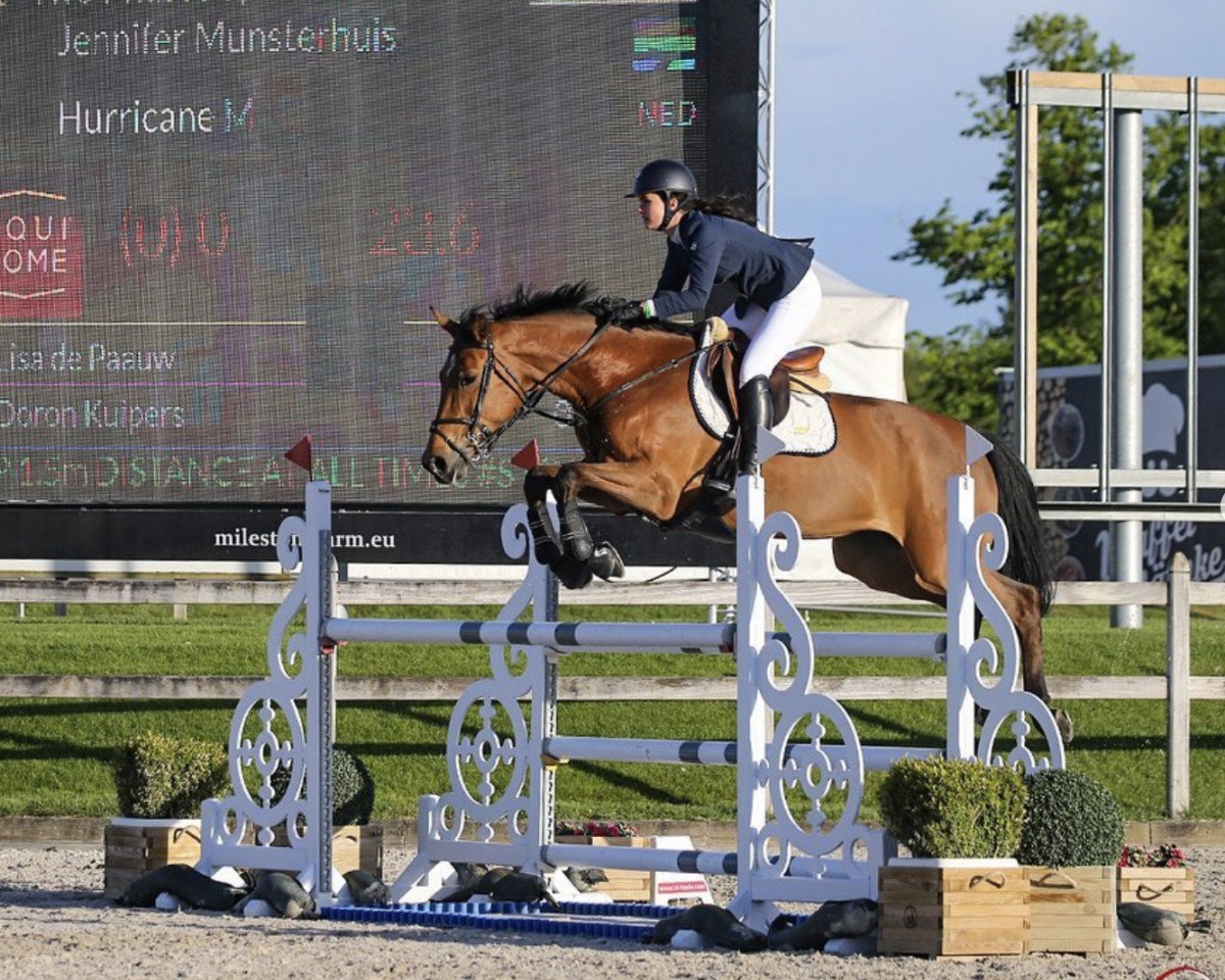 Springpferd Hurricane M (KWPN (Niederländisches Warmblut), 2012, von Verdi)