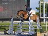 jumper Hurricane M (KWPN (Royal Dutch Sporthorse), 2012, from Verdi)