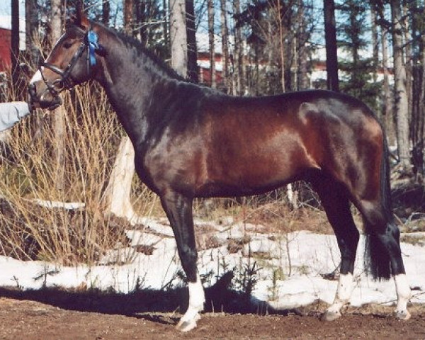 horse Solbackas Kiongozi 109 FIN (Finnish Warmblood, 2000, from Kansas 86 FIN)