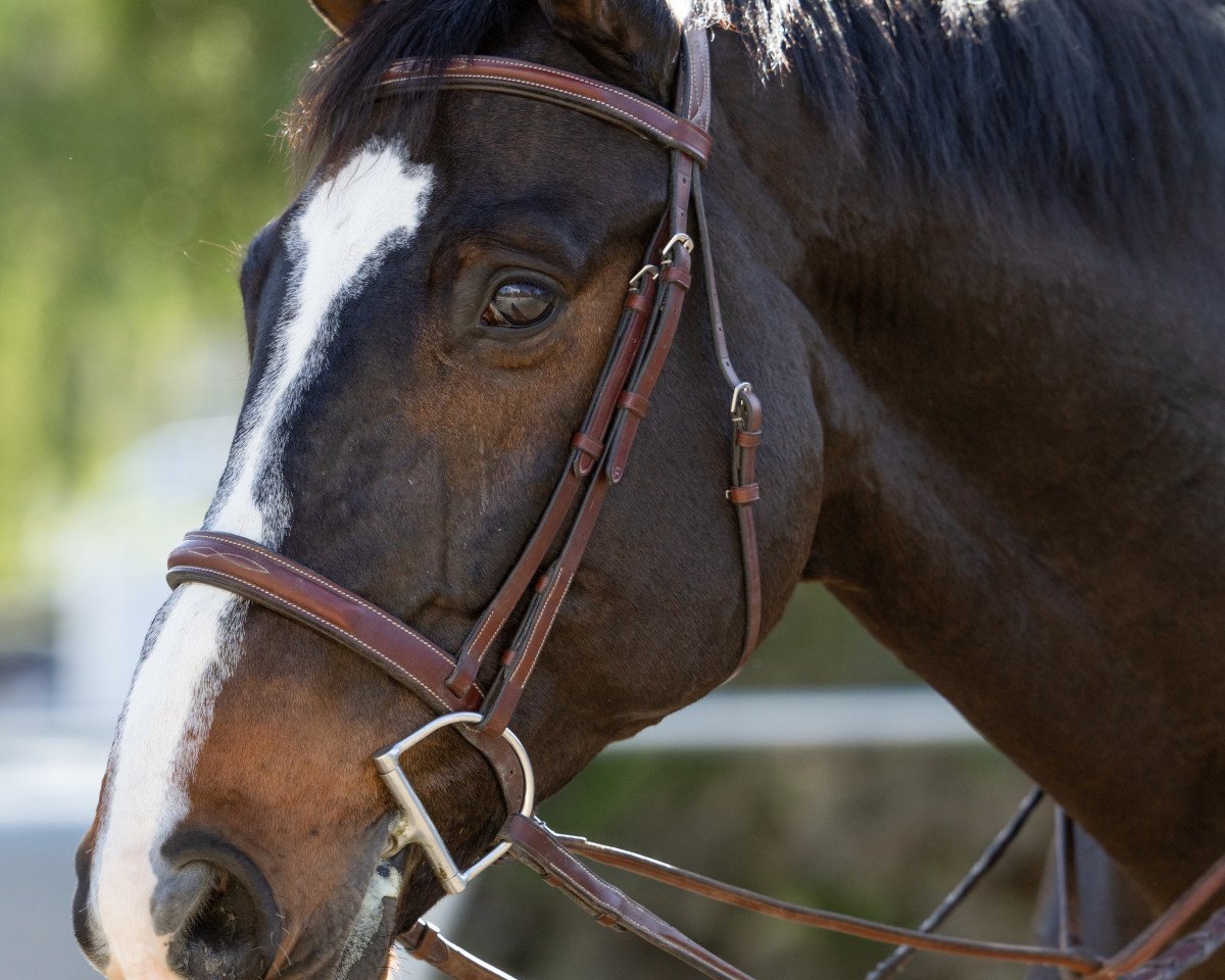 jumper Quentin Tarant (Hanoverian, 2010, from FRH Quaid)