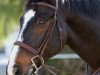 jumper Quentin Tarant (Hanoverian, 2010, from FRH Quaid)