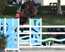 horse Quetza Hero und DB (Belgian Warmblood, 2016, from Baloubet du Rouet)