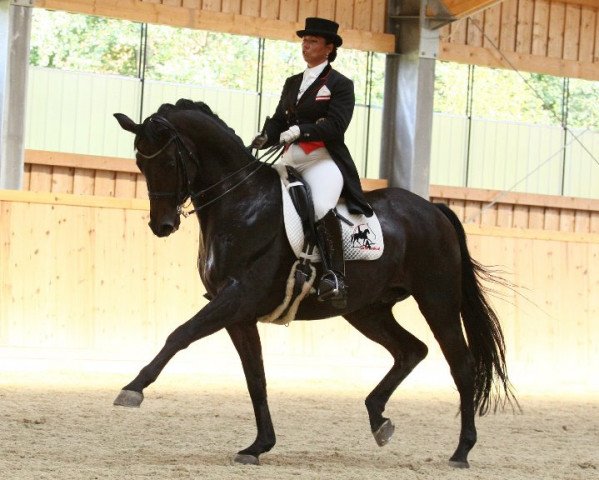 horse Loriot 240 (German Warmblood, 1997, from Landsberg)