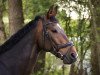 dressage horse Don-Hugo (Hanoverian, 2011, from Don Henrico)