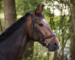 dressage horse Don-Hugo (Hanoverian, 2011, from Don Henrico)