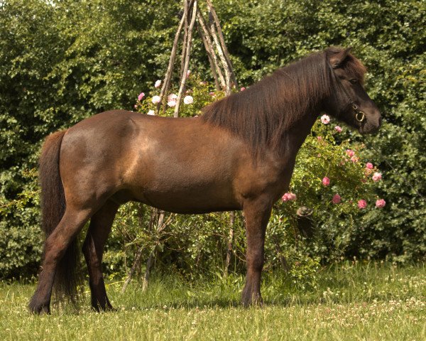 horse Galdur vom Laekurhof (Iceland Horse, 2017)