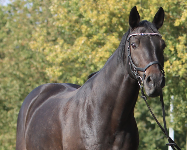 dressage horse Beniamino Piccolino (Westphalian, 2014)