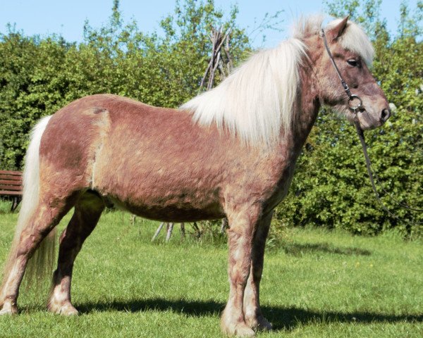 Pferd Sjolfur vom Laekurhof (Islandpferd, 2017)