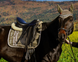 dressage horse Hannibal (Württemberger, 2014, from Hochfein)