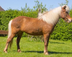 Pferd Svenja vom Sigurdshof (Islandpferd, 2013, von Ljori in der Birk)