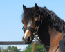 dressage horse Salvador's Stradivari (Welsh mountain pony (SEK.A), 2007, from Solitaire Rubin)